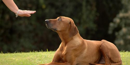 Dog Training, Boarding, Obedience, Agility Training, Long-Term Boarding, Free Estimate