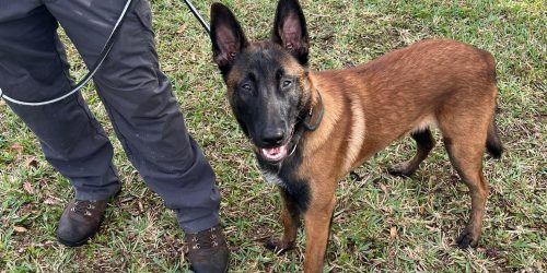 Dog Training, Boarding, Obedience, Agility Training, Long-Term Boarding, Free Estimate