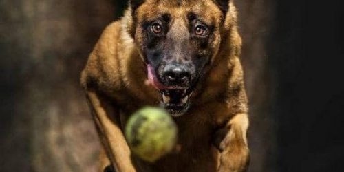 Dog Training, Boarding, Obedience, Agility Training, Long-Term Boarding, Free Estimate